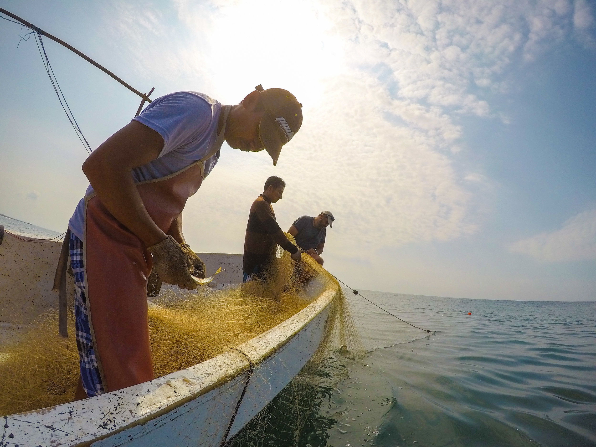 Sustainable seafood research