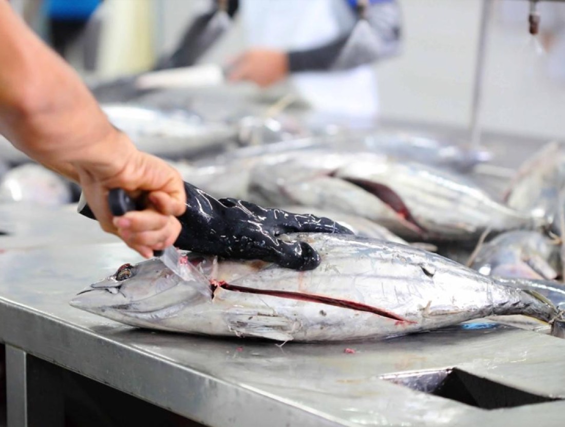 Skills & livelihoods on the coast